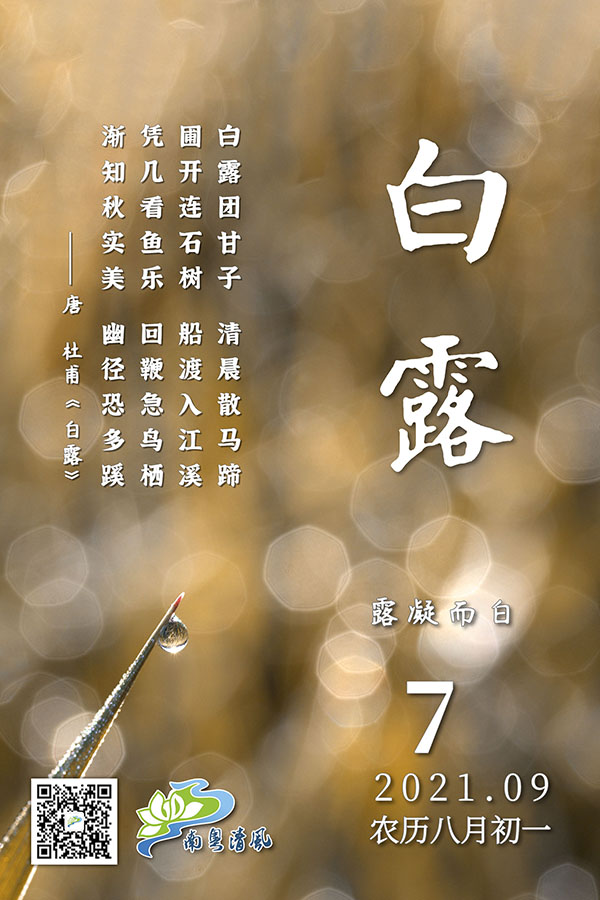 白露海报.jpg