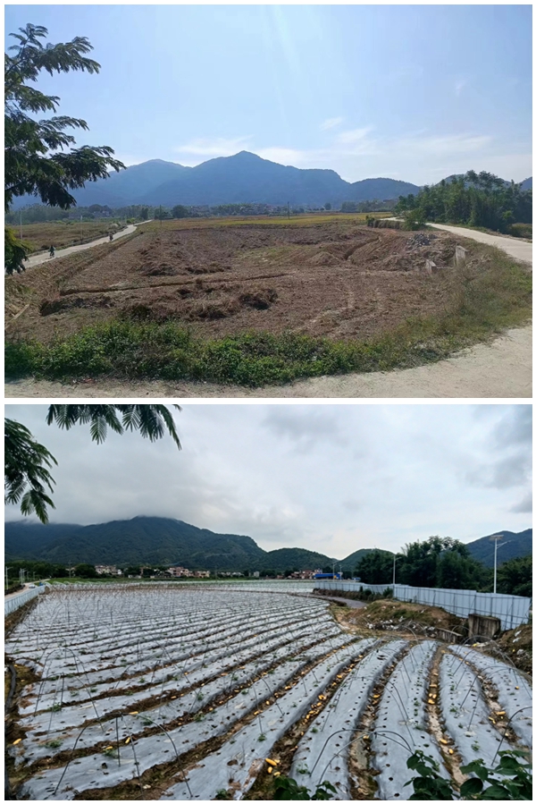 长势多好"面对前来回访的纪检监察干部,肇庆市封开县渔涝镇上扶村