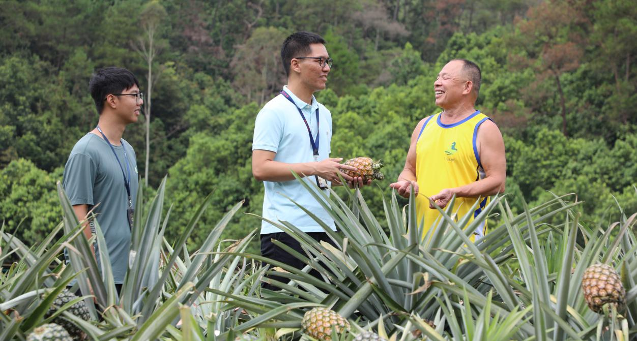 肇庆高要：清风护产业 菠萝富农家